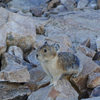 Squeaky beasty (pika).