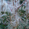 Fireweed (<em>Epilobium angustifolium</em>).