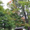 August 18th, 9:00am: 55 degrees and fall color at the cabin.