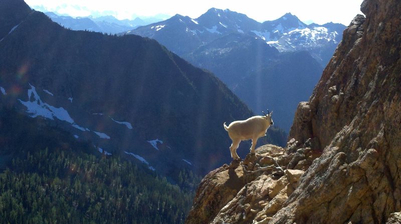 this goat is at the start of the route