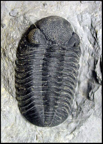 From Trilobites to Lycra Tights 