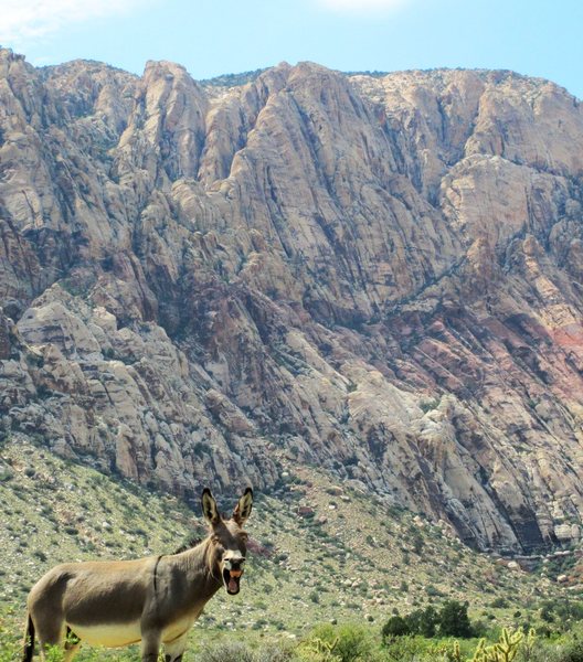 I think he's saying, "BEEWARRRR OF BROOOHAHS BROOOOOO"<br>
<br>
Greeted on our way to climb Bruja's Brew on Lotta Balls Wall-First Creek Canyon Red Rock on 9/4/12.
