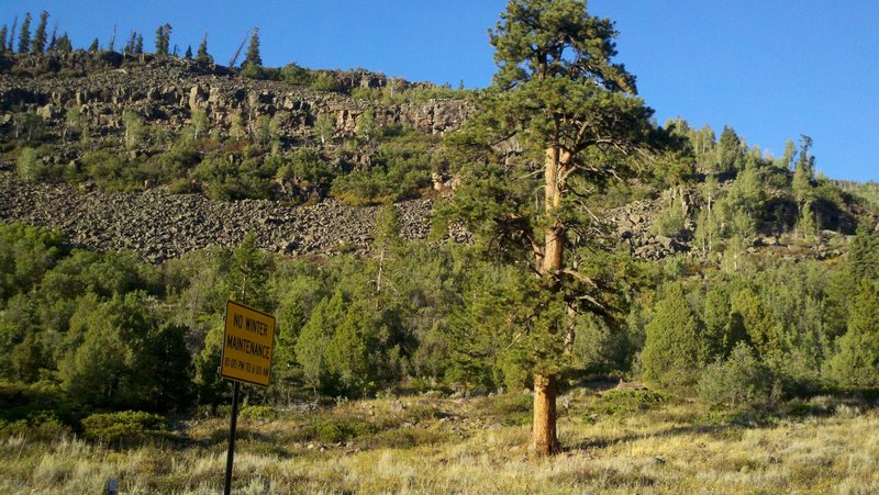 Big pine that starts the trail head this 