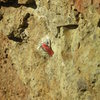 Redtagged 1st bolt on the south face of the recently closed southern most formation at The Lookout.