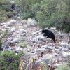 bear on feather peak approach