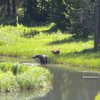 moose & calf on rabbit ears