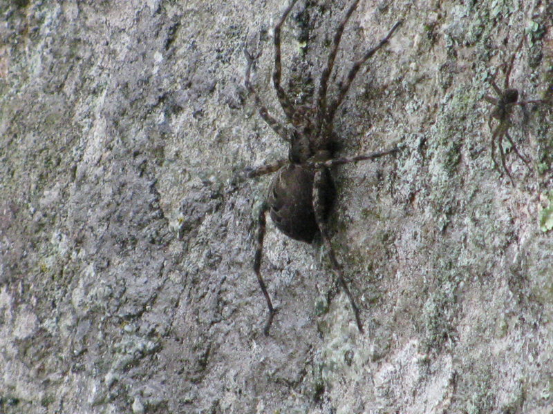 Adirondack Rock 3"spider :-/