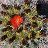 Maybe a barrel cactus?  September 2012.