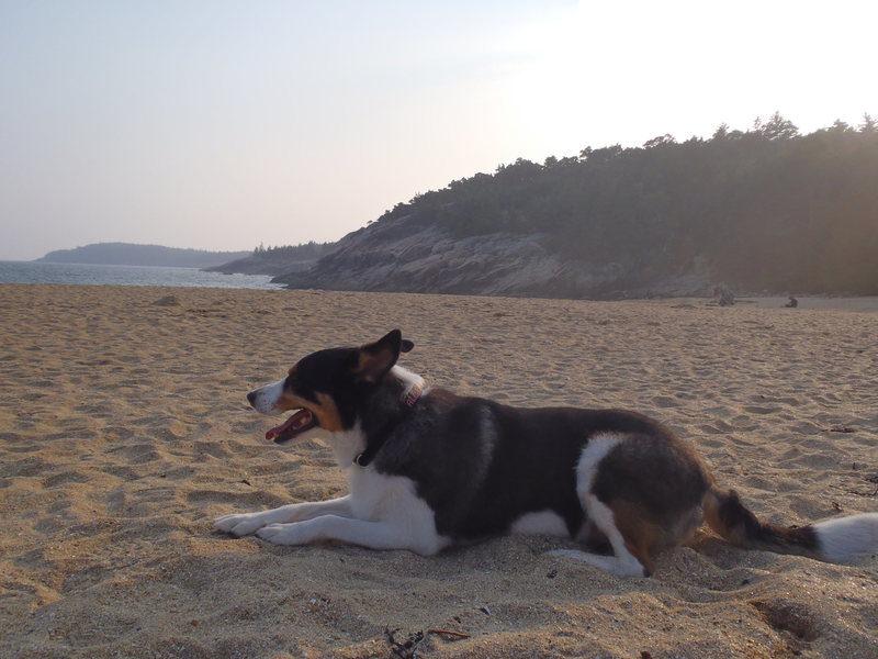 Ally Wally on the beach in Maine.....