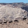 Wild Burros near Three Finger Canyon . Crockett