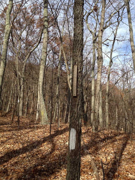 Climb nearly to the top of the ridge, turn right at the climbing sign/white blazed trail.