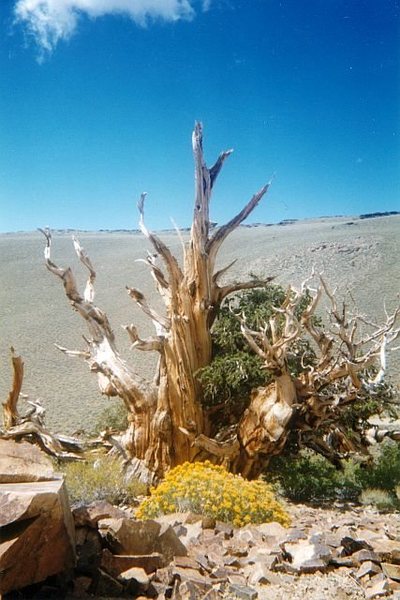 Bristlecone in the White Mountains, Sierra Eastside<br>
<br>
