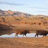 Desert Cows at the nearbye watering hole
