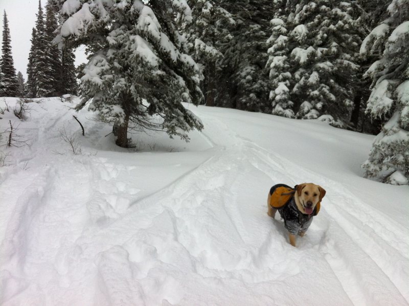 Powder Hound