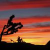 Horizontal limbo at the Hall of Horrors, Joshua Tree NP