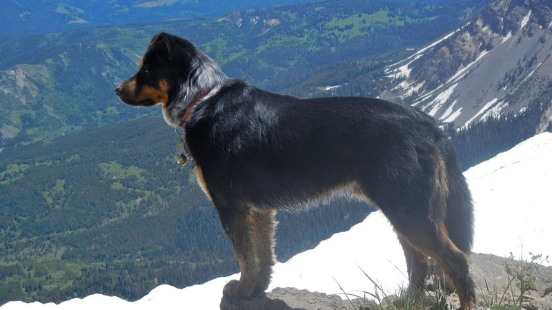 Paco, Wyoming Range-ing