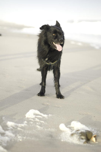 Chacho on Onslow Beach NC.