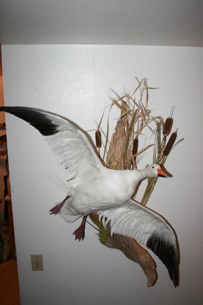 snow goose