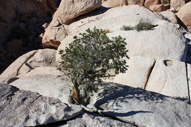 A hardy pine atop the DQ Wall (Right Side), Joshua Tree NP