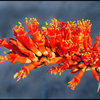 Ocotillo.<br>
Photo by Blitzo.<br>
