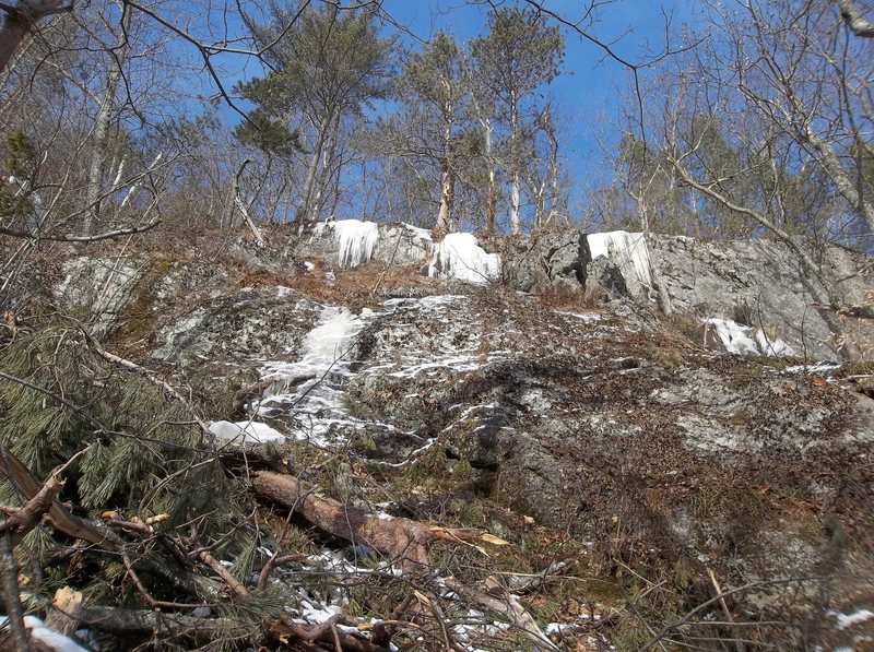 Debris of trees