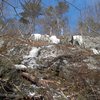 Debris of trees