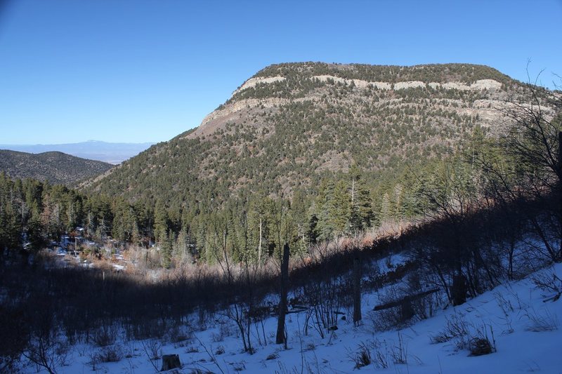 Palomas in January