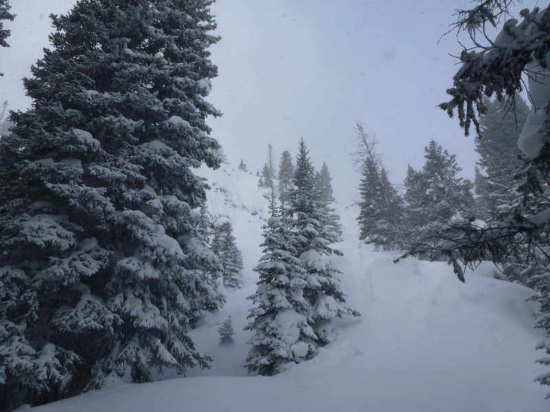 Snowy woods