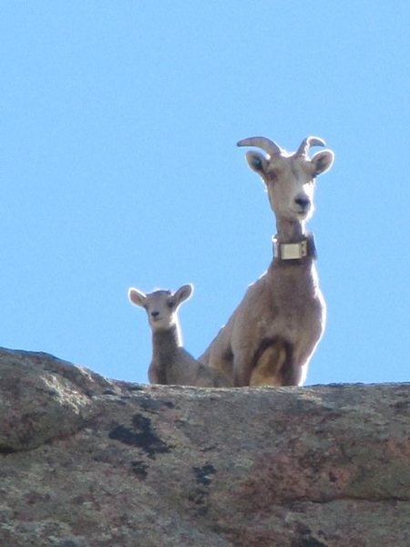 Some locals checking us out from the top of the cliff. Outback Dome, South Platte.