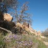 Flowers near Scorpion Roof, Joshua Tree NP