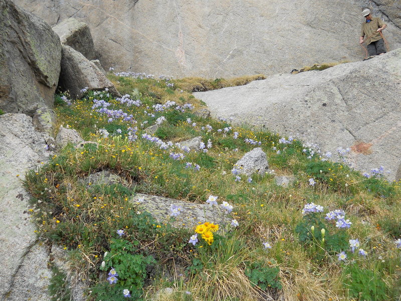 Flower covered approach and belay ledge for Columbine Crack.