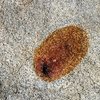 Iron stain on quartz monzonite, Joshua Tree NP 