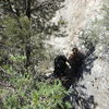 Cyn hangin behind the small pine that serves as the only A.M. shade at the base.