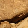 Coyote pup near the Popes' Hat, Joshua Tree NP