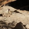 Desert Cottontail (Sylvilagus audaboni) near Echo Rock, Joshua Tree NP