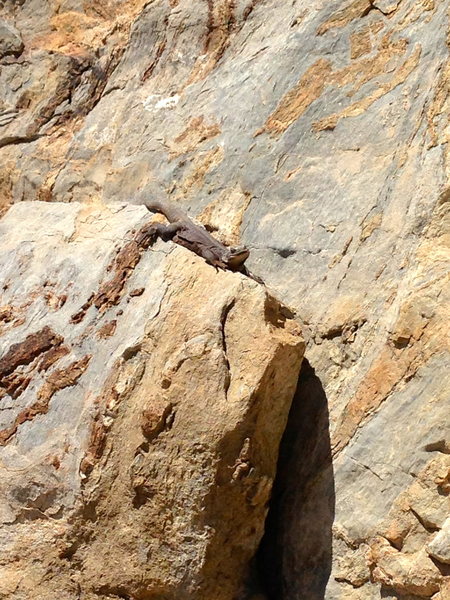 Iggy, one of three very fat Chuckwalla's seen sunnin' it.