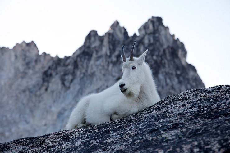 Mountain goat on Aasgard Pass, Washington