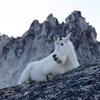 Mountain goat on Aasgard Pass, Washington