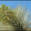 Joshua Tree seed pods.<br>
Photo by Blitzo.