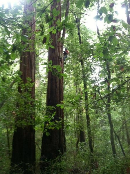 Me climbing a redwood