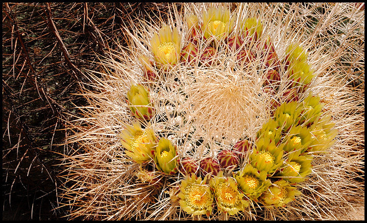 Barrel Cactus.<br>
Photo by Blitzo.