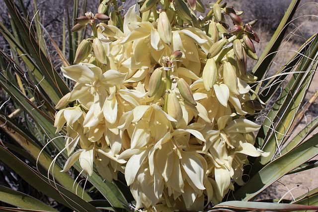 Mojave Yucca (Yucca schidigera), Joshua Tree NP