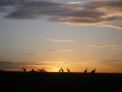 kangaroos near Arapiles