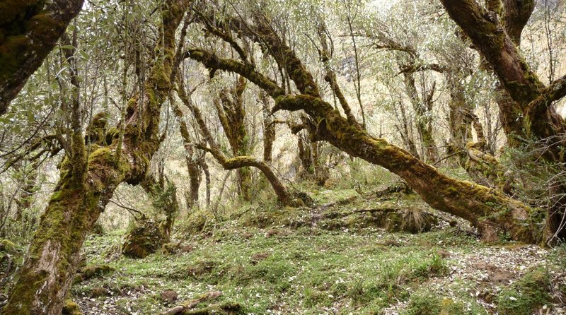 Polylepis forest below El Altar