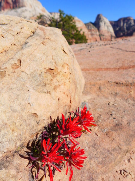 Indian paintbrush