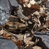 Got the Snake Eye over in the boulder field near Minor Mass today Sunday May 5th.  He was a monster with a  good 4+inch diameter at mid length.  Couldn't get a better shot as I didn't want to get any closer and he blended quite well into the brown leaf cover.  Yes... this is a rattlesnake encountered in a relatively busy area within DLSTP.