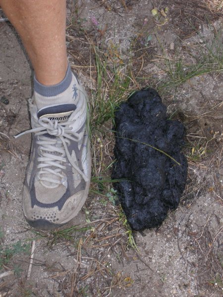 Large bear scat by the camprground
