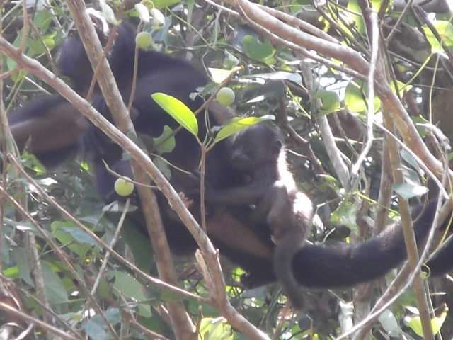 Baby Howler Monkey