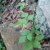 Juvenile Poison Ivy. Poison Ivy is already in full form at the base of the Wolfe Wall and other areas as of mid May 2013. 