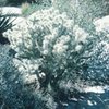 Quite a lot of Cholla cactus in this area. Beware!